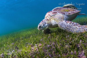 Green Tuttle in the gras, Akumal Mexico by Alejandro Topete 